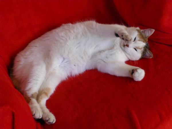/Images/uploads/Humane Society of Utah/HSUCalendar/entries/1608thumb.jpg